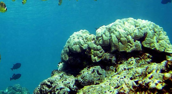 Кораловите рифове могат да изчезнат до 2050 г.