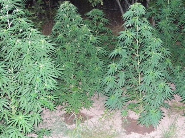 Полицията откри домашна ферма за марихуана в поморийското село Лъка,