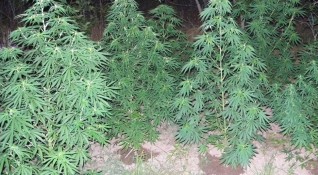 Полицията откри домашна ферма за марихуана в поморийското село Лъка