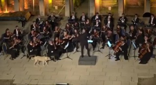 Бездомно куче съвсем невъзмутимо прекъсна оркестър по време на Международния