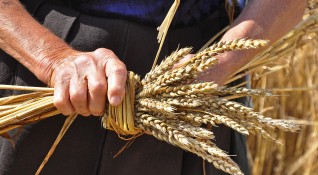 Близо 15 декара пшеница са изгорели край силистренското село Алеково