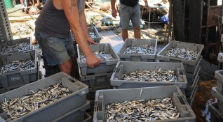 Жегата прогони родната риба към Украйна Само за ден два цената