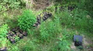 145 растения марихуана са иззети в района на язовир Априлово