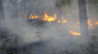 Горски пожар е избухнал в землището на село Стара Кресна