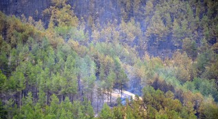 Изгорели са близо 700 декара гора широколистна и иглолистна
