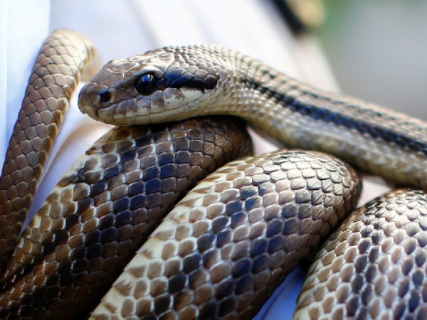 От близо 20-те вида змии, срещани на територията на България,