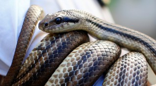 От близо 20 те вида змии срещани на територията на България