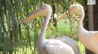 43 гледания Още видеоХиляди птици станали жертва на бракониери