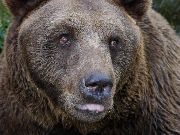 От Планинска спасителна служба - Сливен предупреждават за мечка в