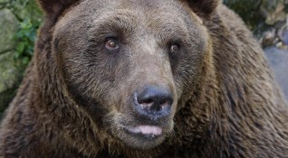 От Планинска спасителна служба Сливен предупреждават за мечка в