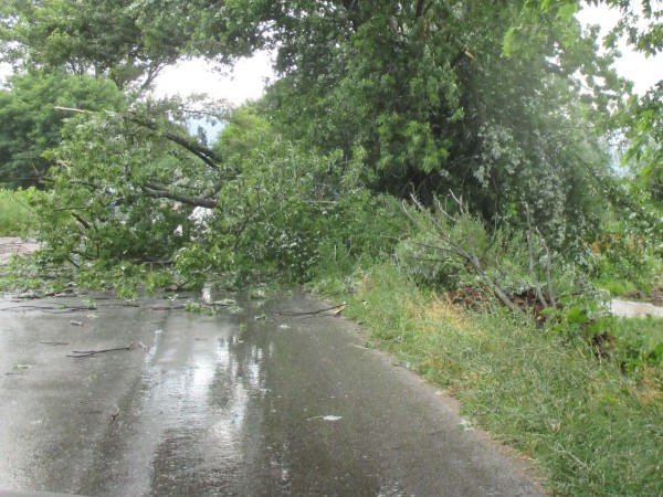 Заради силна буря и нападали дървета и клони пътят Варна-София