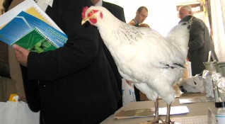 В България глобяват за кокошка в апартамента за шумни климатици