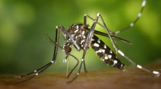 Комарите избират жертвите си по много специфични правила Те не