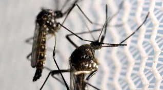 В разгара на лятото неотлъчно край нас са и комарите