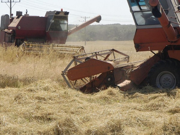 Тазгодишната реколта от пшеница ще бъде рекордна. Количеството по предварителни