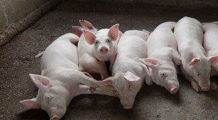 Международен изследователски екип успя да създаде генномодифицирани прасенца за да