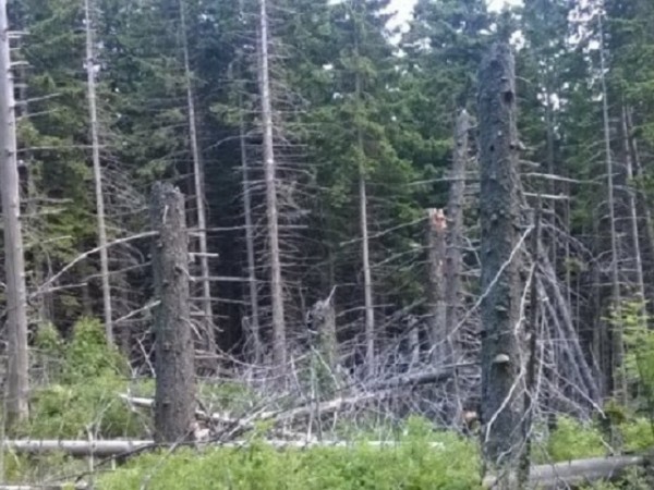 Иглолистните гори в България загиват. Нападнати от корояд, изсъхват все