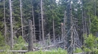 Иглолистните гори в България загиват Нападнати от корояд изсъхват все