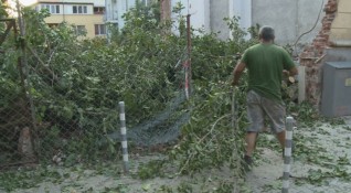 Пет големи дървета едно от които стогодишно са били отсечени