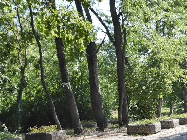 Маркирането на опасни, сухи и гнили дървета в Борисовата градина