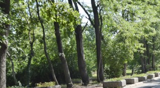 Маркирането на опасни сухи и гнили дървета в Борисовата градина