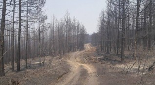 Огнената стихия погълна декари треви и гори Пожарът в Кресненското