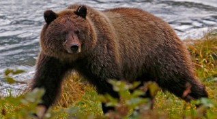 Кафявите мечки на о в Кодиак в Аляска предпочитат да ядат