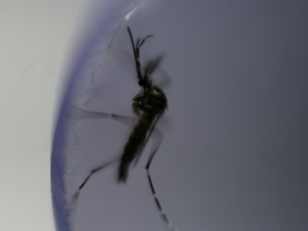 Опасните тигрови комари, които пренасят западнонилска треска, са били открити