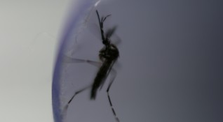 Опасните тигрови комари които пренасят западнонилска треска са били открити