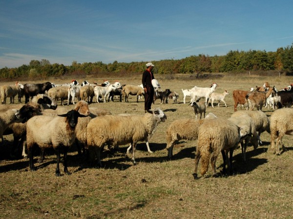 Вече не са само пастирите, ами и собствениците на животни