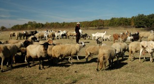 Вече не са само пастирите ами и собствениците на животни