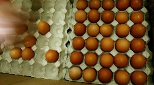 НАП спря опит за продажба на 21 тона течен яйчен