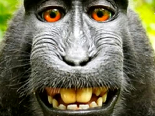 Фотографът Дейвид Слейтър спечели двугодишна съдебна битка заради маймунско селфи.