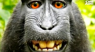 Фотографът Дейвид Слейтър спечели двугодишна съдебна битка заради маймунско селфи