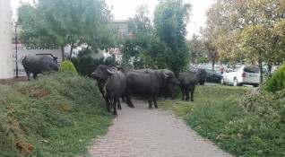 Стадо биволи внесе смут в столичния квартал Люлин Колоритната сцена
