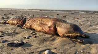 Загадъчно създание се появи на плаж в Тексас след урагана