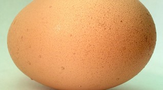 Птицефермите в чиито яйца беше открит фипронил cа категорични че