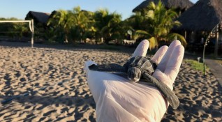 Водните костенурки умеят да откриват плажове с приятелски настроени туристи