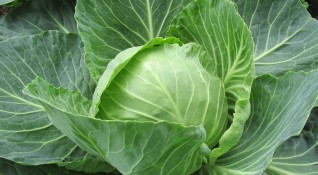 Зелето е едновременно полезен и понякога вреден за здравето зеленчук
