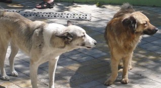 Няма увеличение на броя на безстопанствените кучета в София според