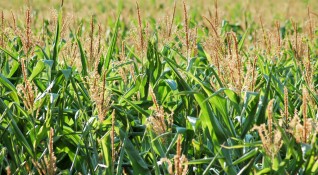 Крадци жънат чужди ниви с царевица в Добричко съобщиха от