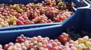 Търговци от Гърция и Румъния изкупуват българското грозде тази година