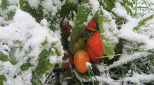 Снегът подрани и затрупа градините във витошкото село Кладница Плодовете