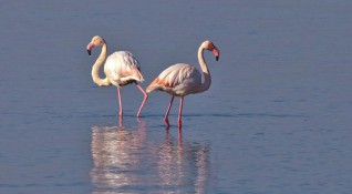 Рекорден за България брой розови фламинги бe установен в началото