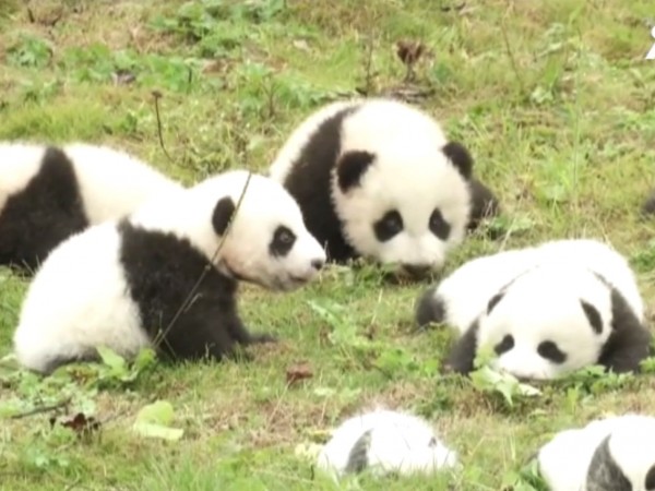 36 бебета панди направиха дебюта си пред публика. Черно-белите мечета