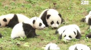 36 бебета панди направиха дебюта си пред публика Черно белите мечета