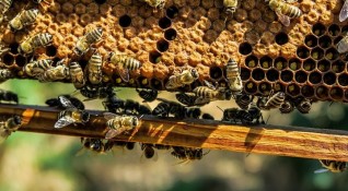 Медът е едно от най необикновените творения на природата Пчелите произвеждат