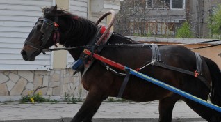 Безстопанствените коне открити на територията на община Велинград ще се