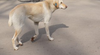 Пернишката полиция рзследва смъртта на 19 кучета съобщиха от Областната